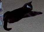 Lucky is my all time favorite cat. tn_fh_Lucky.jpg